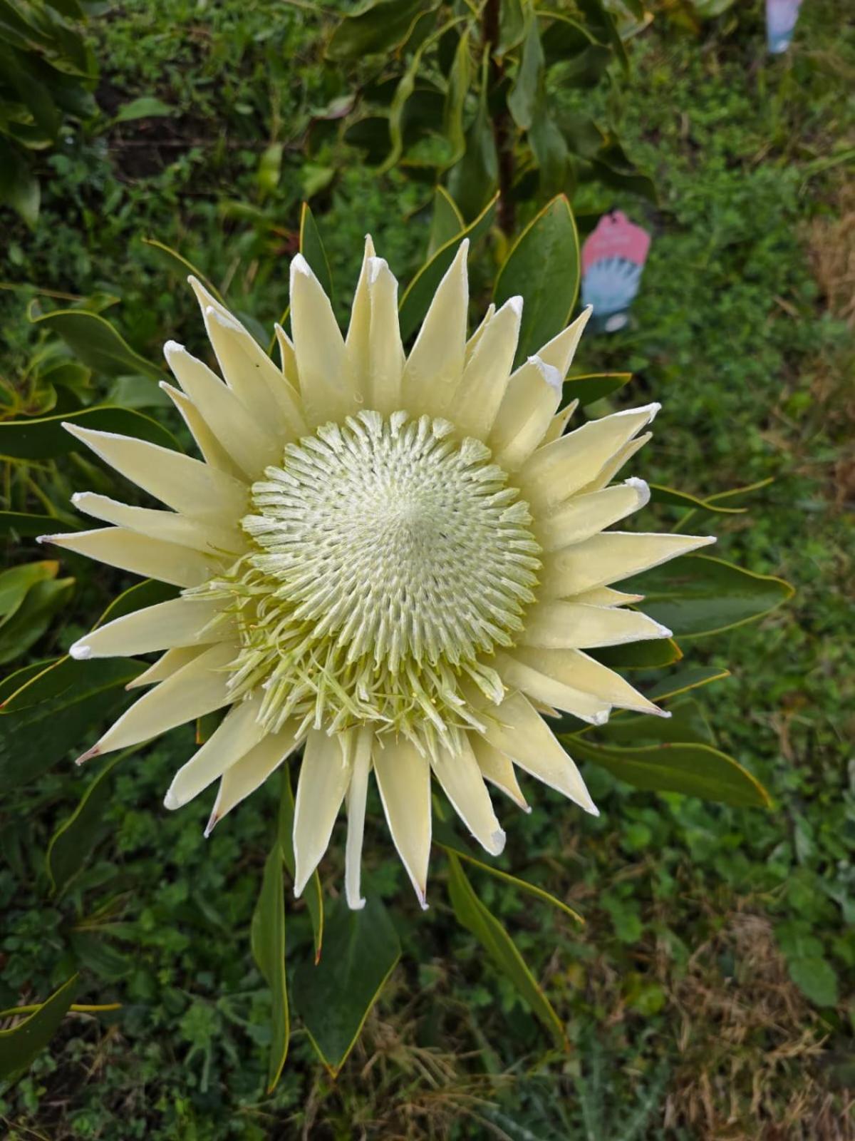 Shabby Fufu Lifestyle Farm Vila Plettenberg Bay Exterior foto